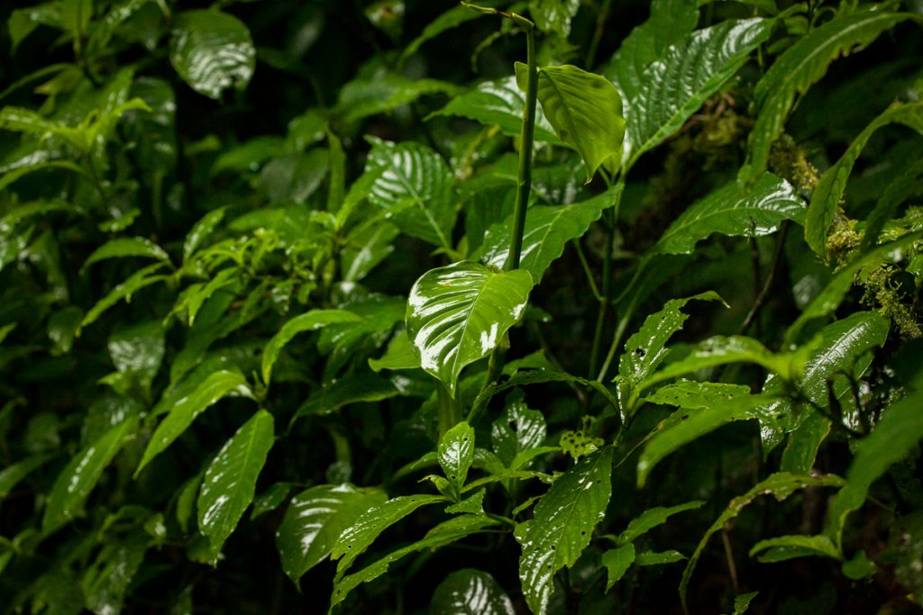 Тропический лес Monteverde в Коста Рике