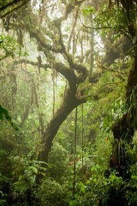 Влажный лес Коста Рика