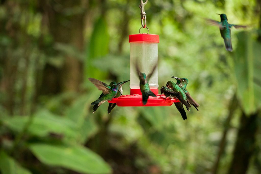 Колибри Коста Рика