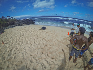 VIP тюлень на пляже Хукипы