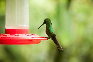 Коста рика колибри