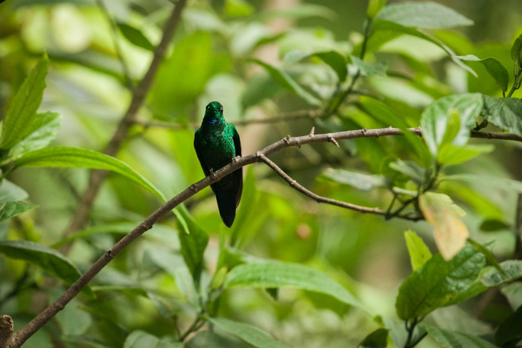 Колибри Коста Рика