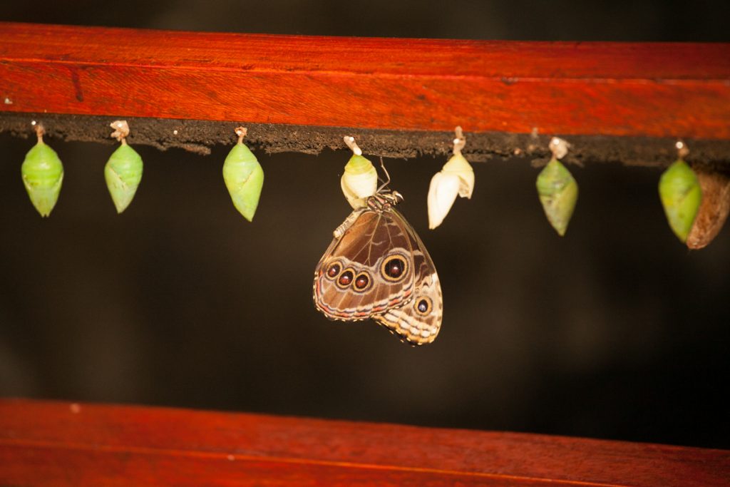 Бабочка Коста Рика