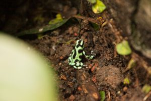 Лягушка Коста Рика